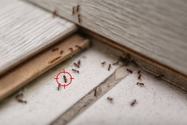 Best Mosquito Control Services  in Harriman, TN