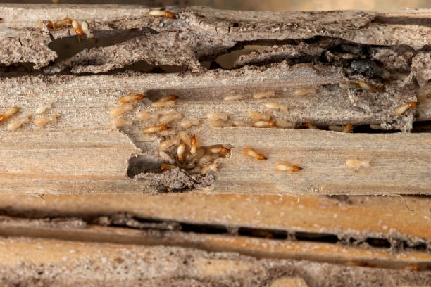 Best Termite Control Services  in Harriman, TN